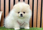 Safkan Pomeranian Boo Yavrularımız